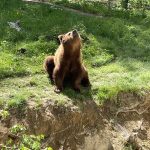 Tierpark auf dem Hexentanzplatz